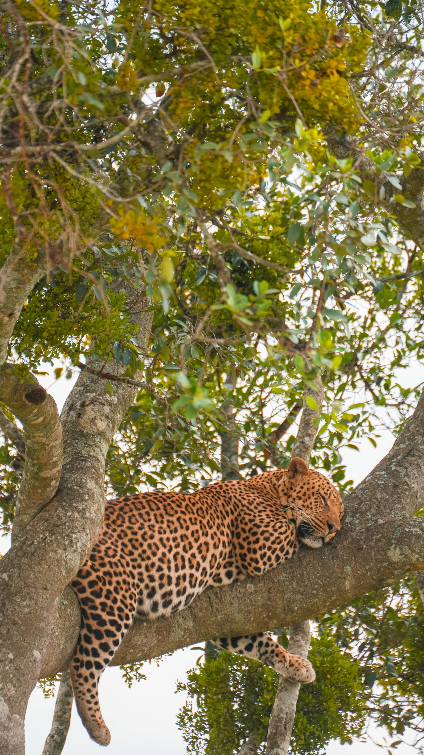 Leopard resting in a tree in the Masai Mara, Kenya