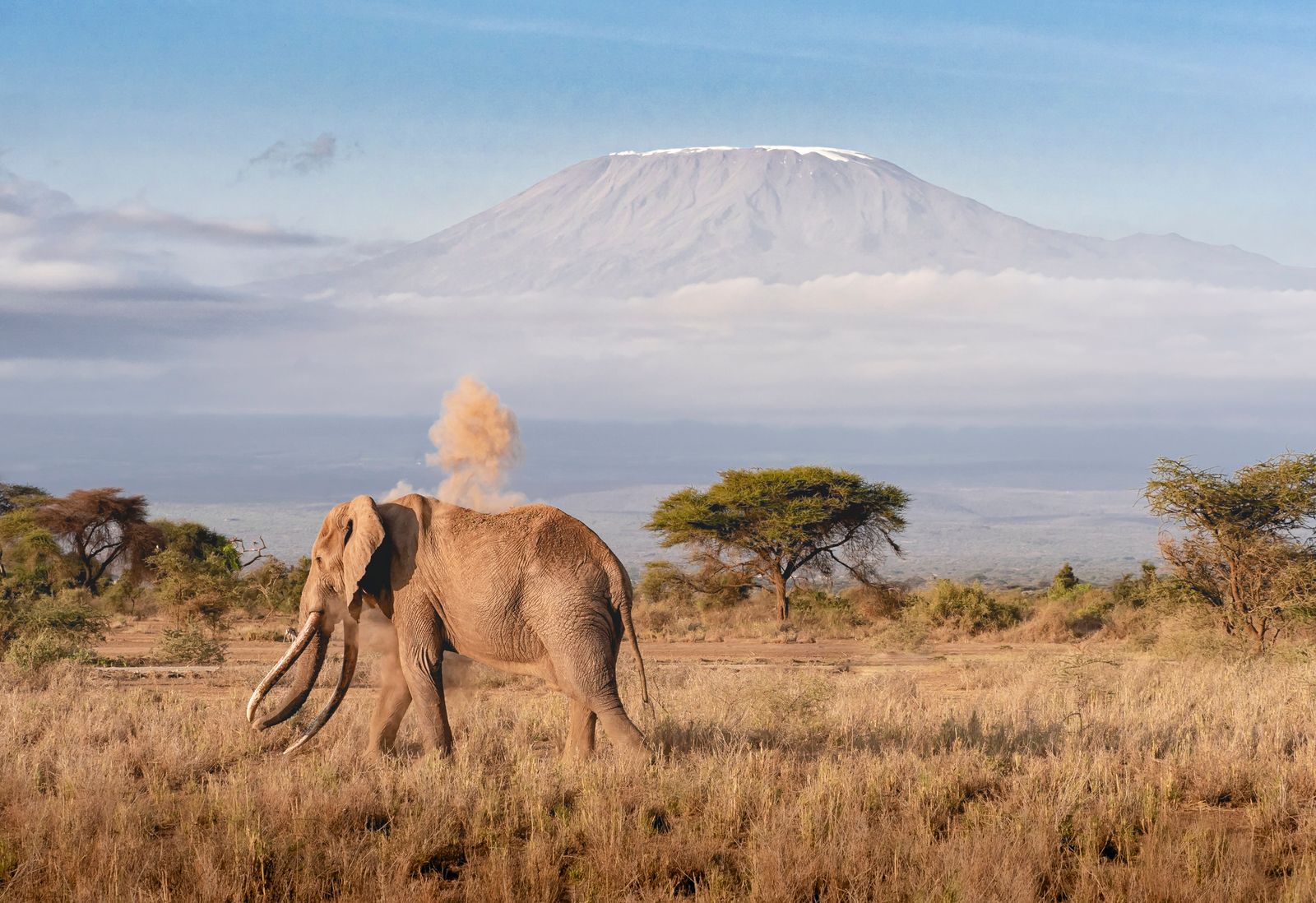 African elephant on the Amboseli savanna with Mount Kilimanjaro behind