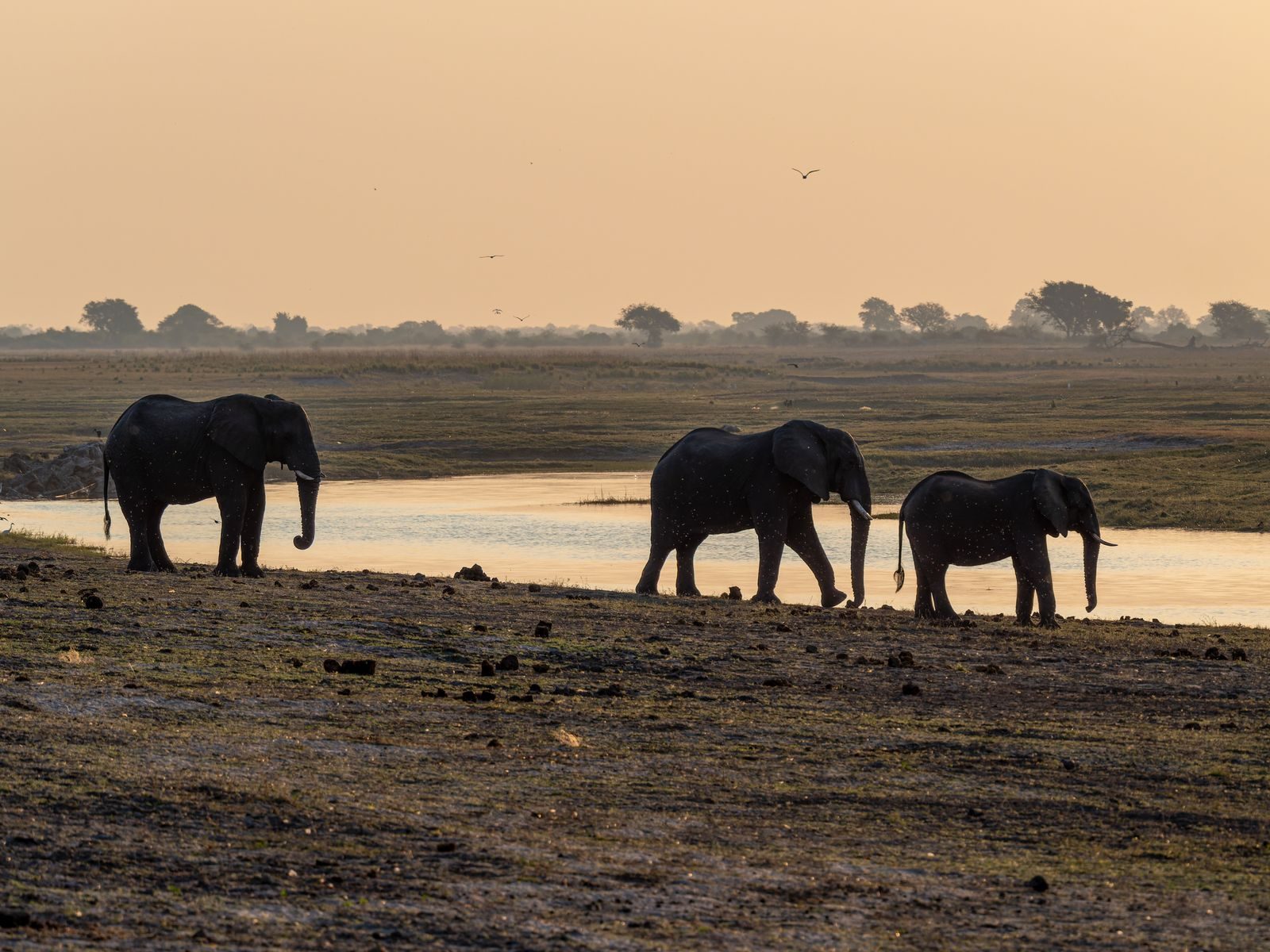 Three African elephants walking along the Chobe riverbank at sunset in Botswana