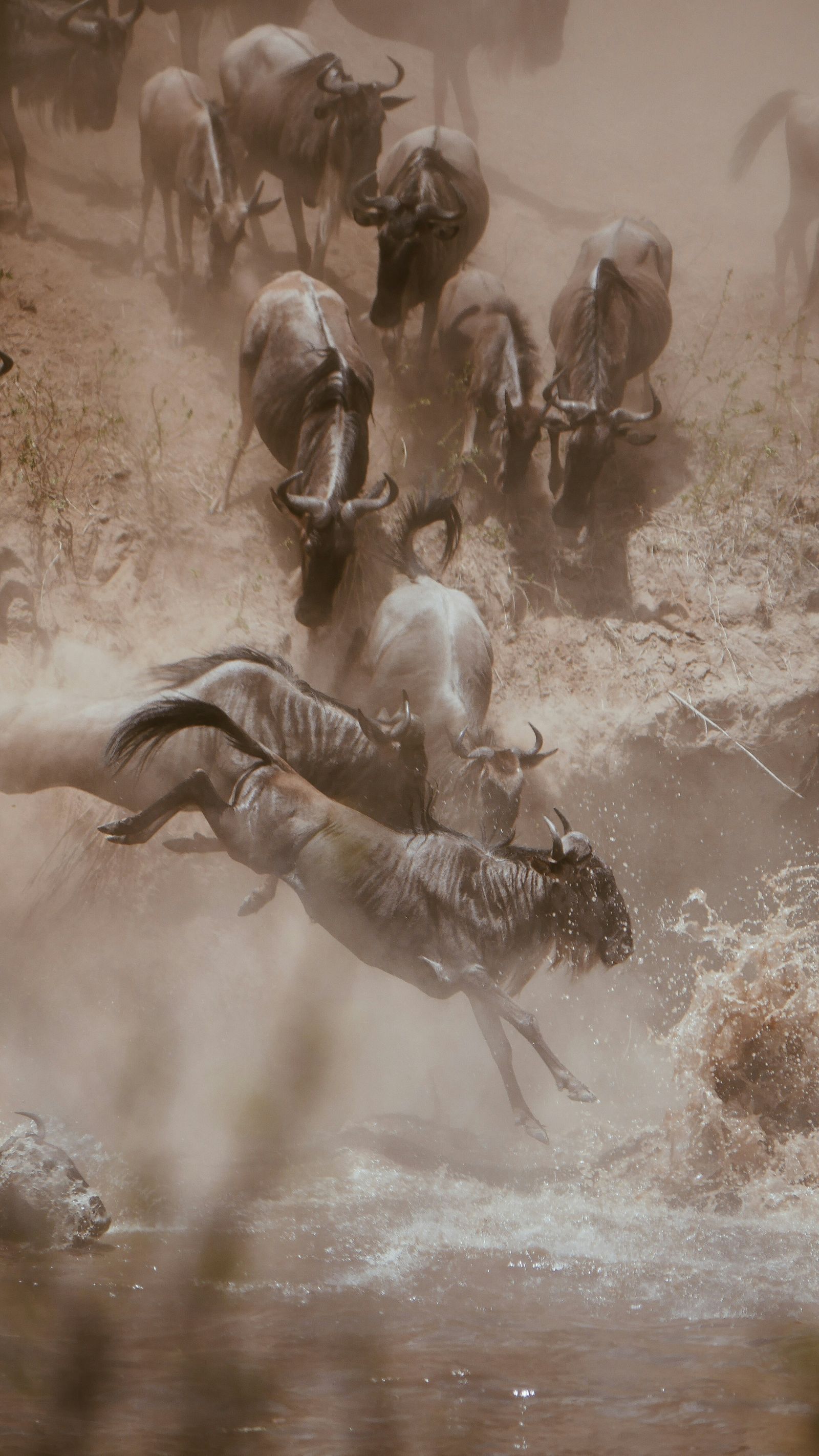 Wildebeest herd crossing a river during the Masai Mara migration