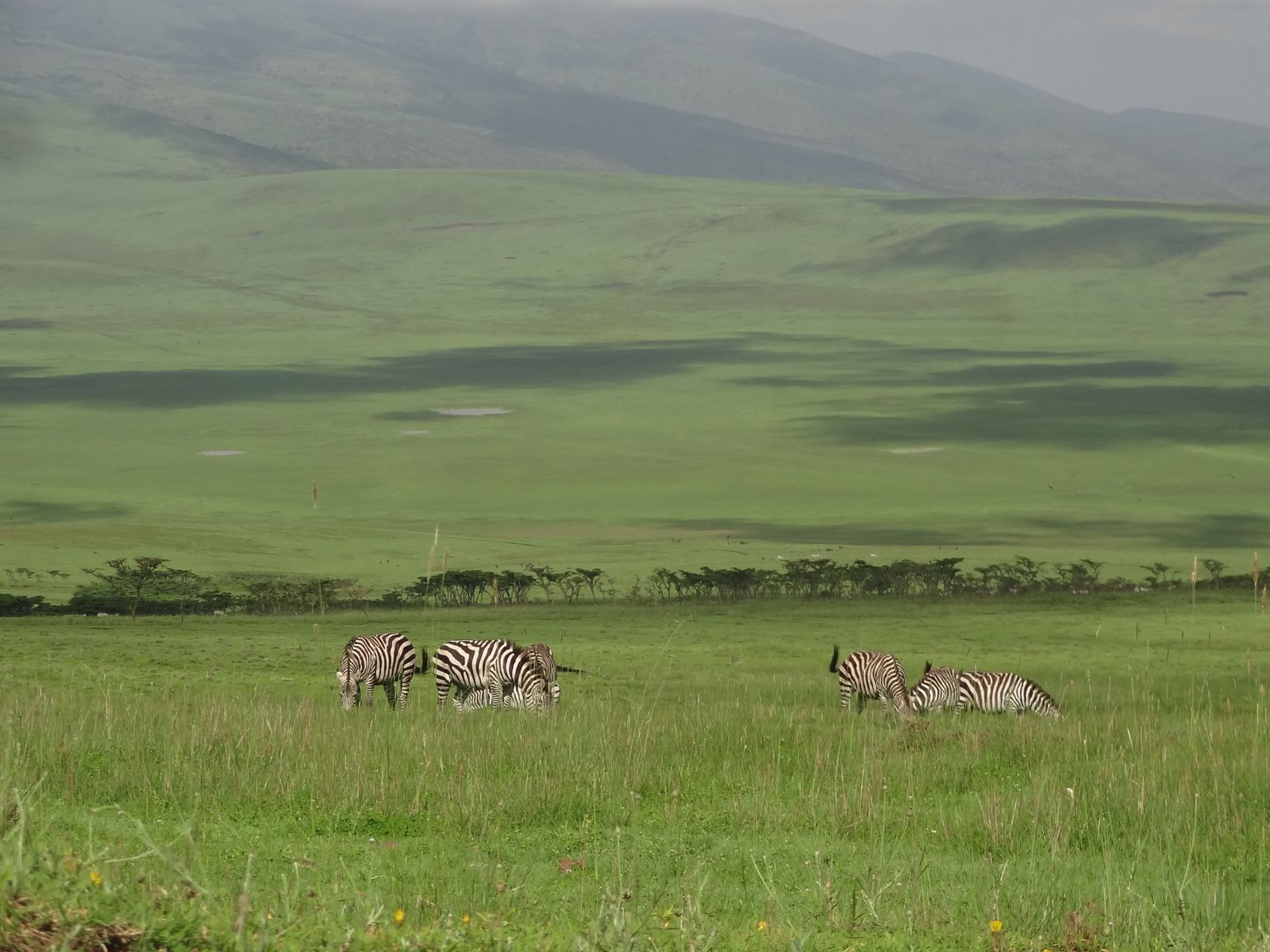 Zebras grazing on the floor of the Ngorongoro Crater