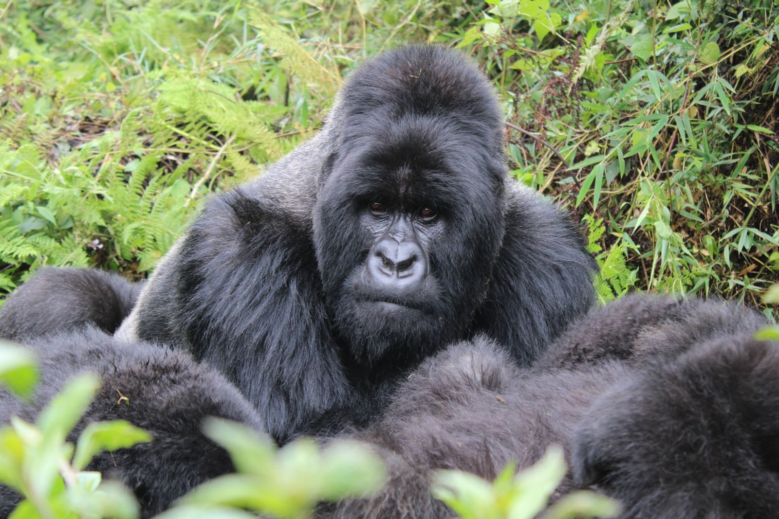 Silverback mountain gorilla looking at the camera among ferns and bamboo in Volcanoes National Park
