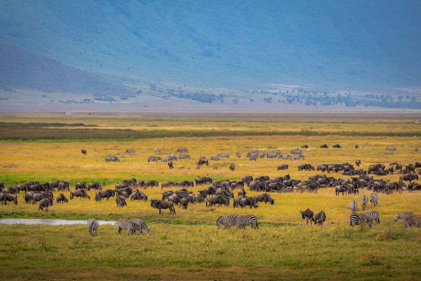 Zebras and wildebeest grazing across the vast Serengeti plains