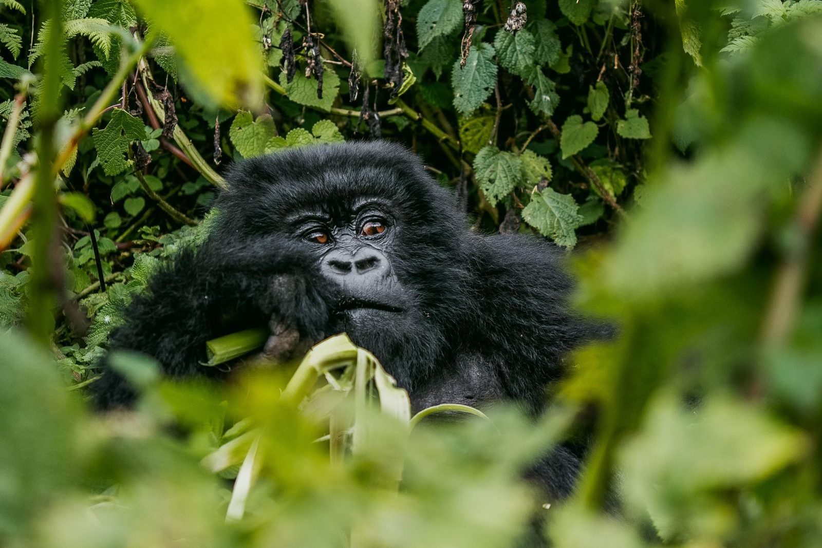 Young mountain gorilla chewing a stem and looking out from dense green forest in Uganda