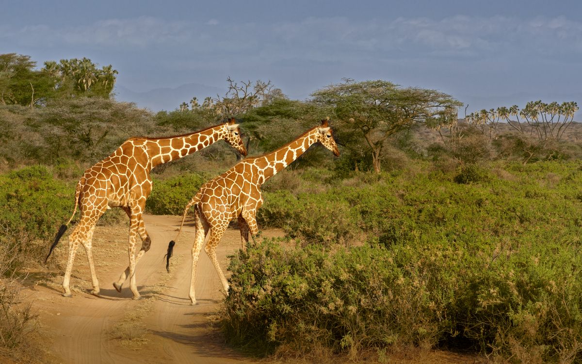 11-Day Highlights of Kenya Experience — Amboseli, Aberdare, Samburu, Lake Nakuru & Masai Mara, Kenya