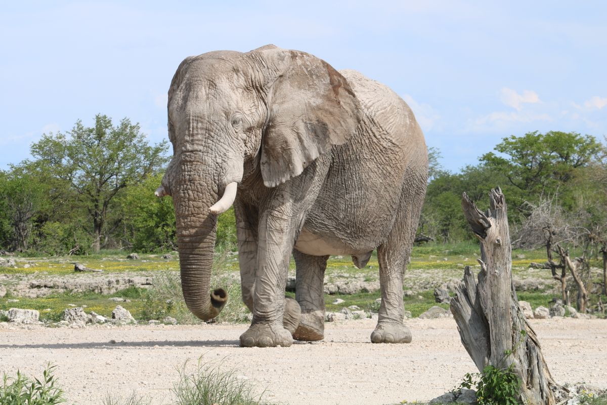 11-Day Highlights of Kenya Experience thumbnail 3