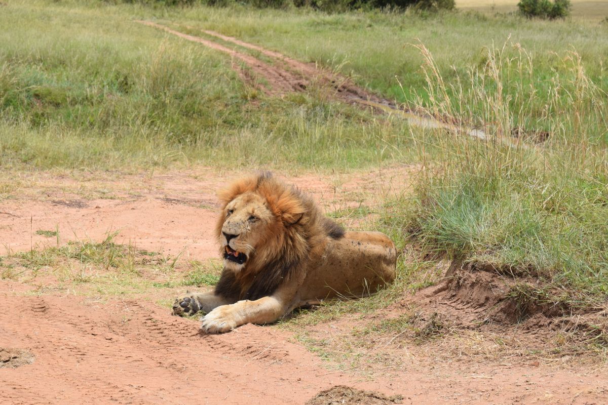 11 Days Flying Kenya in Style — Chyulu Hills, Solio & Masai Mara, Kenya