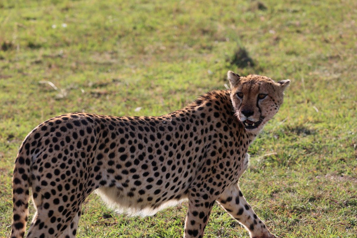 11 Days Flying Kenya in Style thumbnail 2