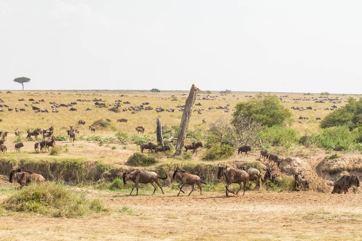 12-Day Great East African Migration — Kenya & Tanzania – Amboseli, Ngorongoro, Serengeti, Masai Mara