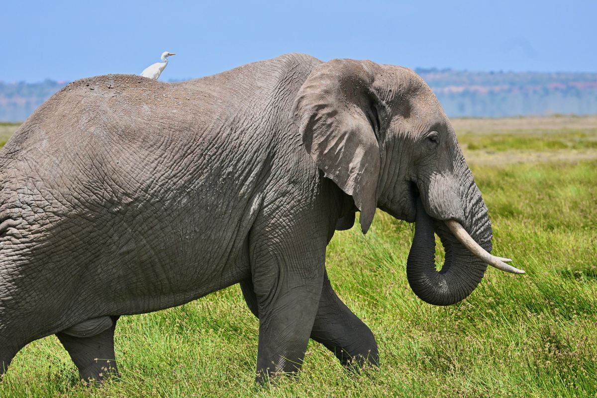 12-Day Great East African Migration thumbnail 2