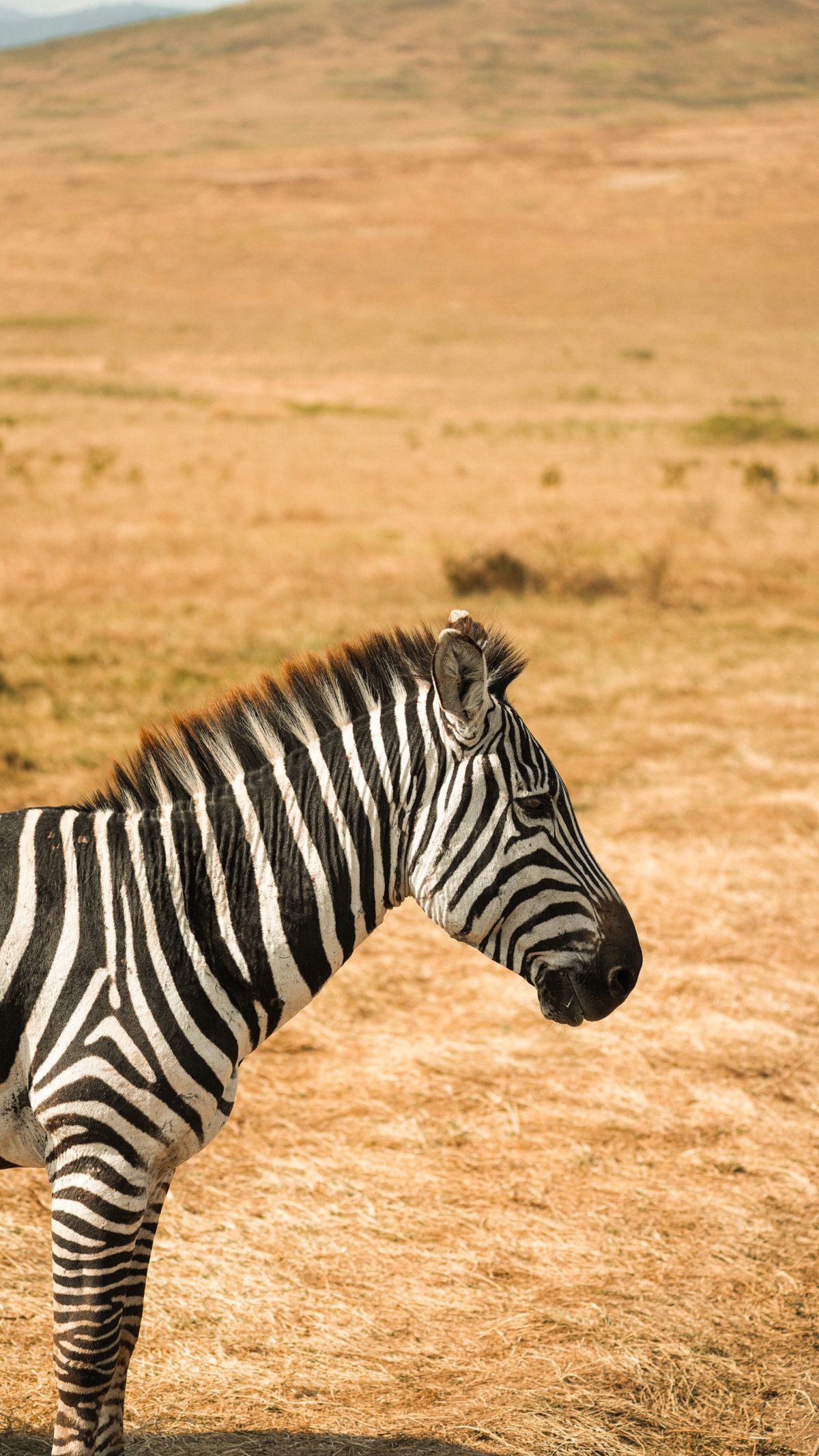 12-Day Great East African Migration thumbnail 3