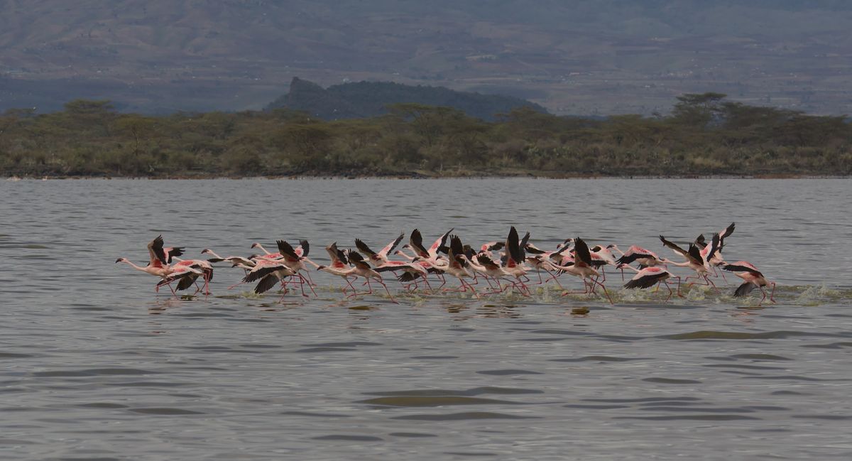 13-Day East Africa Trails Experience — Kenya & Tanzania – Nairobi, Lake Elmenteita, Masai Mara, Serengeti, Ngorongoro, Lake Manyara