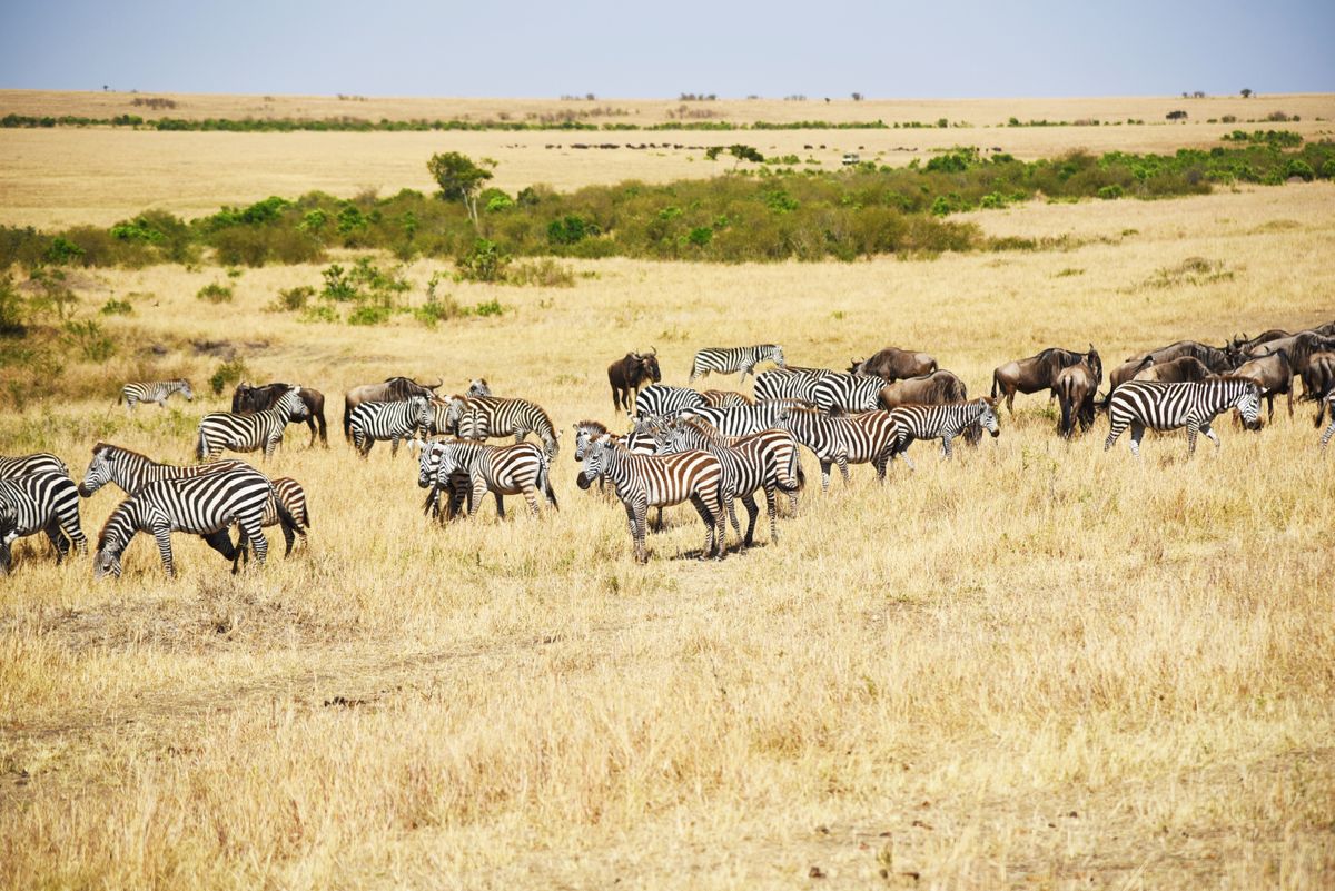 13-Day East Africa Trails Experience thumbnail 2