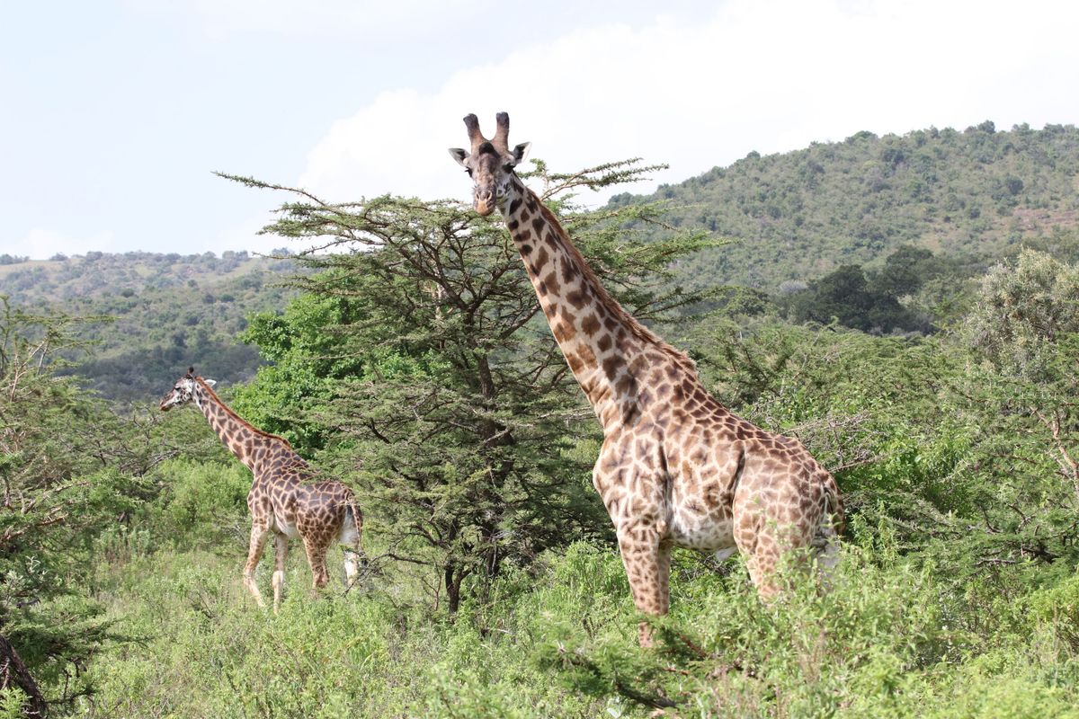 14-Day East Africa Style thumbnail 3