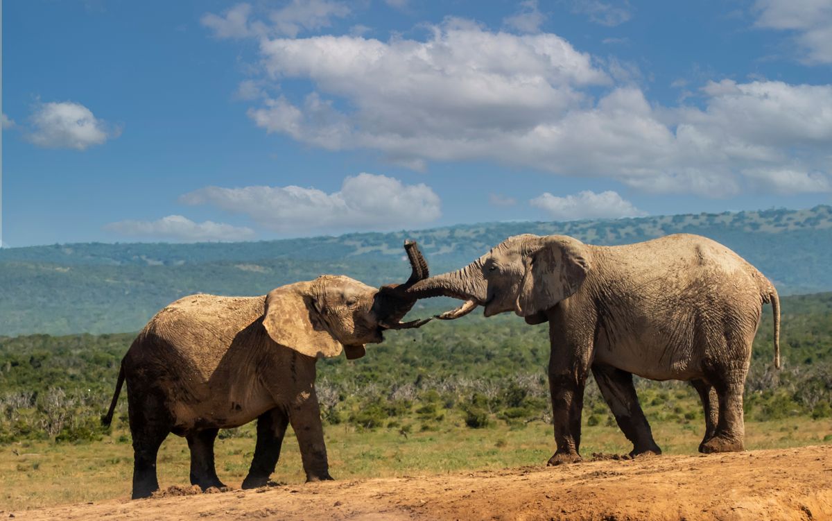 5 Days Amboseli & Tsavo — Tsavo West & Amboseli, Kenya