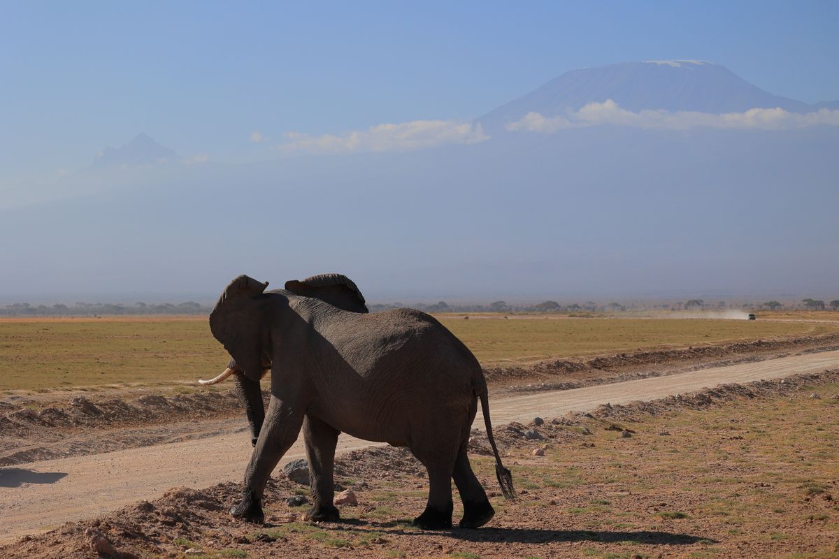 5 Days Amboseli & Tsavo thumbnail 2