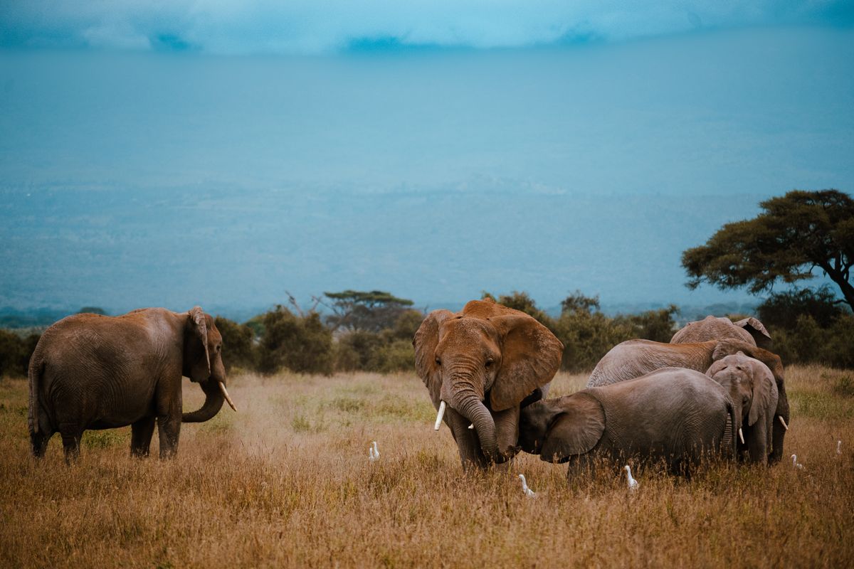 5 Days Amboseli & Tsavo thumbnail 3