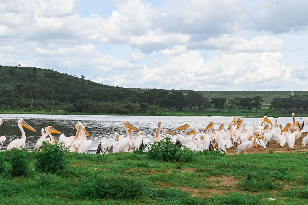 8-Day Kenya Family Safari thumbnail 2