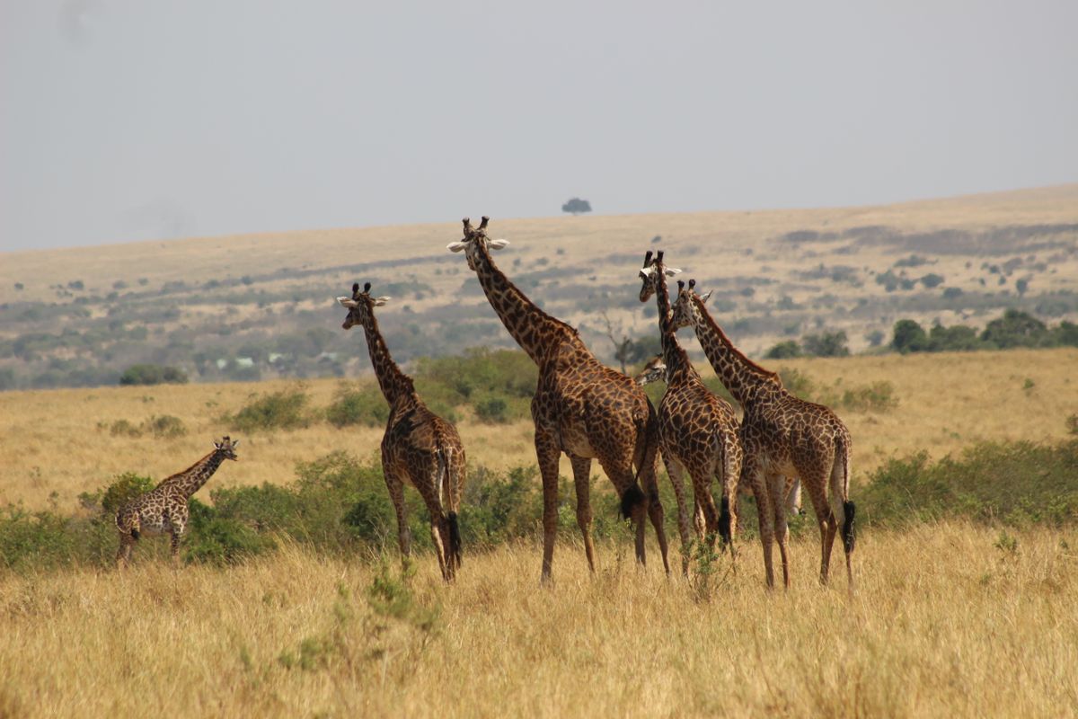 8-Day Kenya Family Safari thumbnail 3