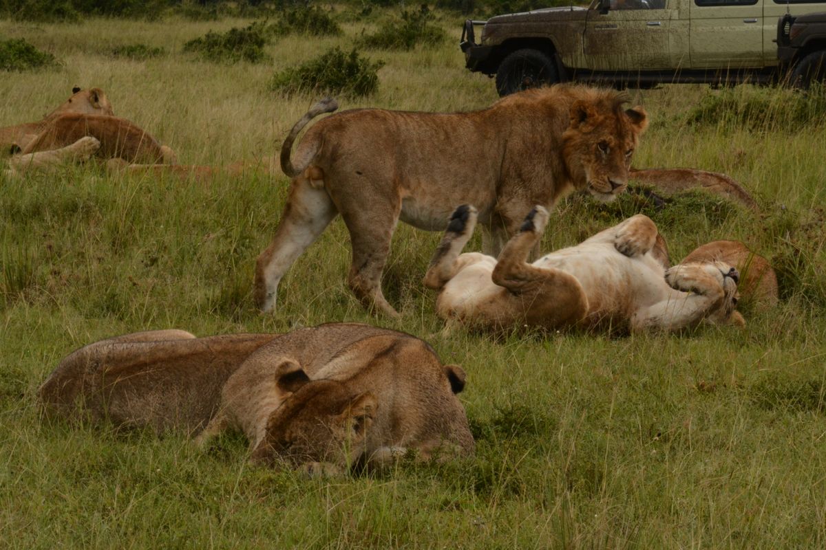 8 Days Kenya Sky Safari thumbnail 2