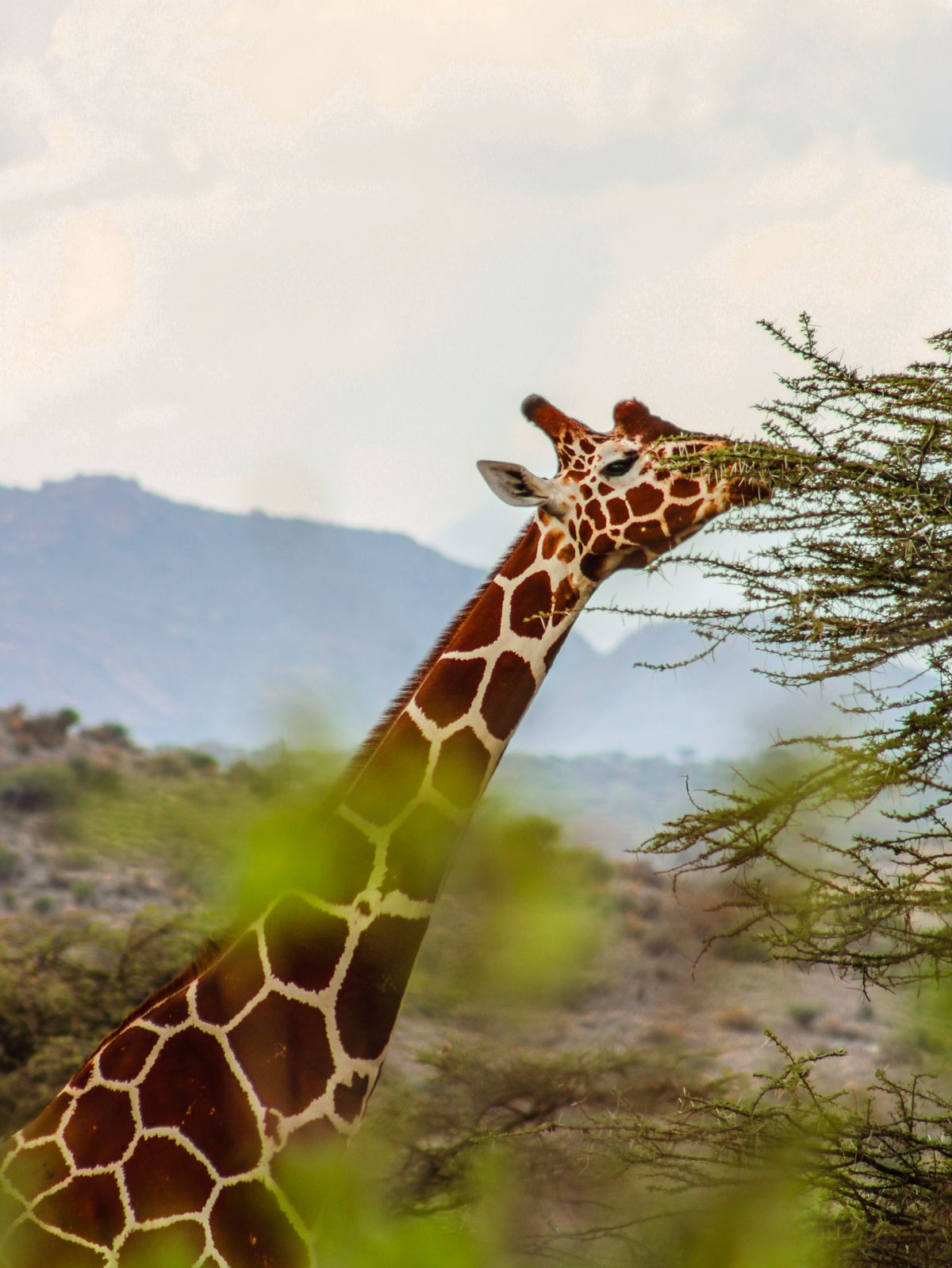 8 Days Kenya Sky Safari thumbnail 3
