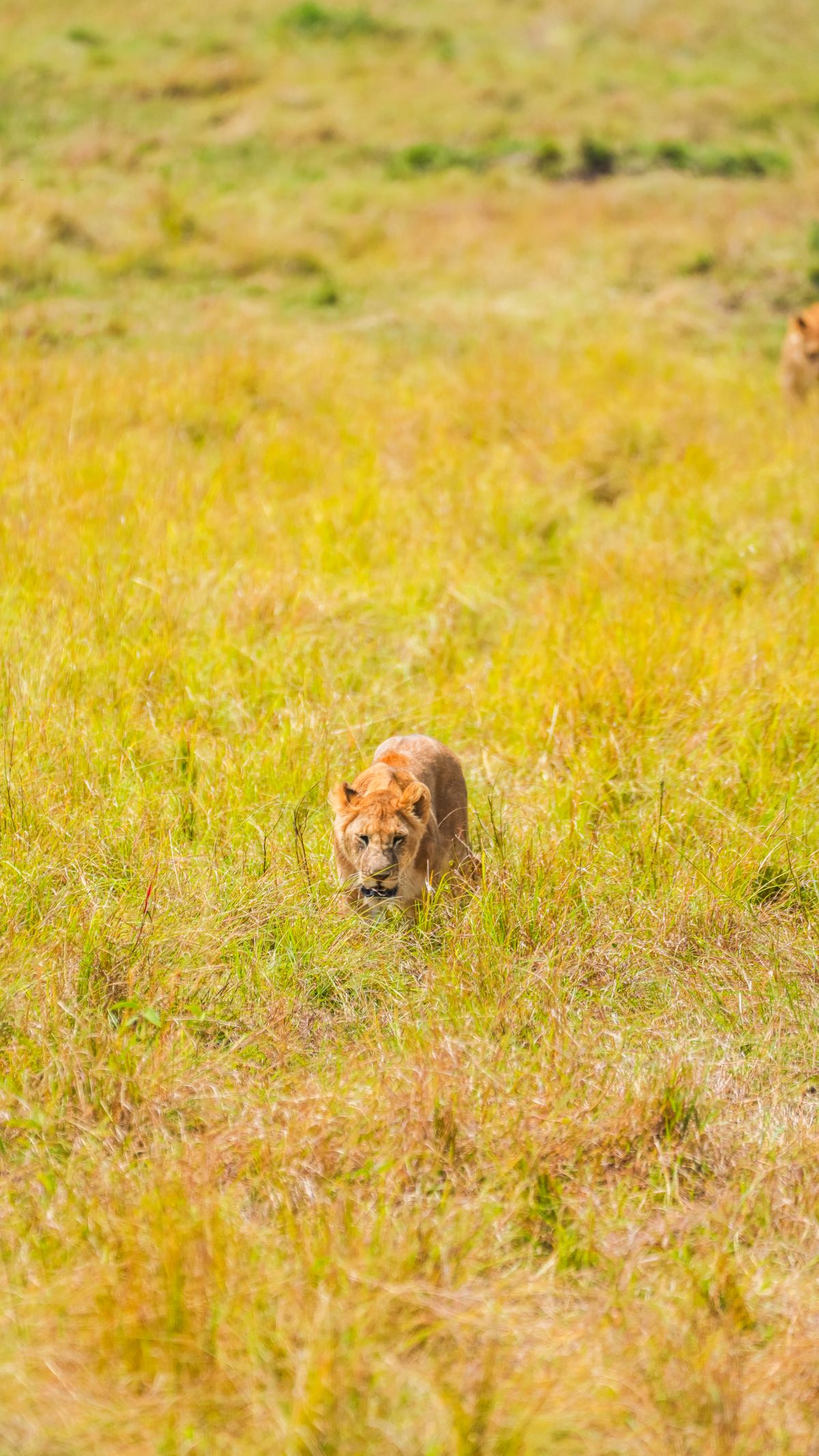 Wings Over the Mara — Masai Mara, Kenya