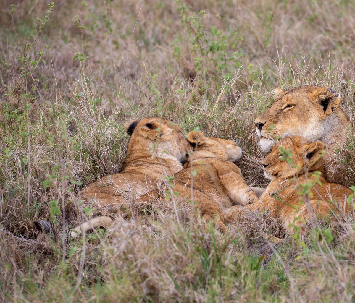 Wings Over the Mara thumbnail 2